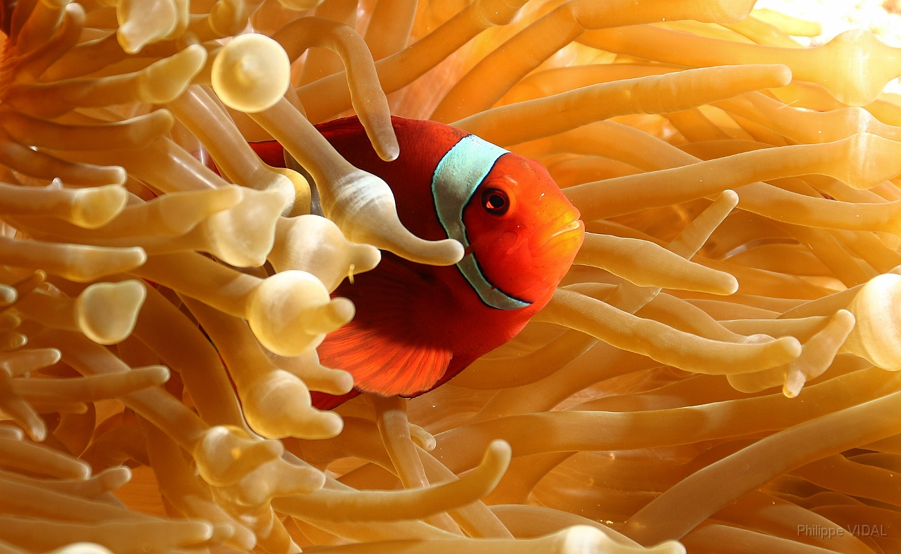 Raja Ampat 2016 - Premnas biaculeatus - Spinecheek Anemonefish - Poisson clown a joues epineuses - IMG_4837_rc.jpg